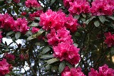 Rhododendron