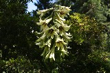 Cardiocrinum