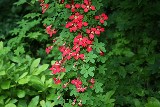 Tropaeolum