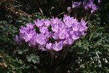 Colchicum