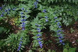 Gentiana asclepiadea