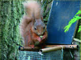 Squirrel Camera